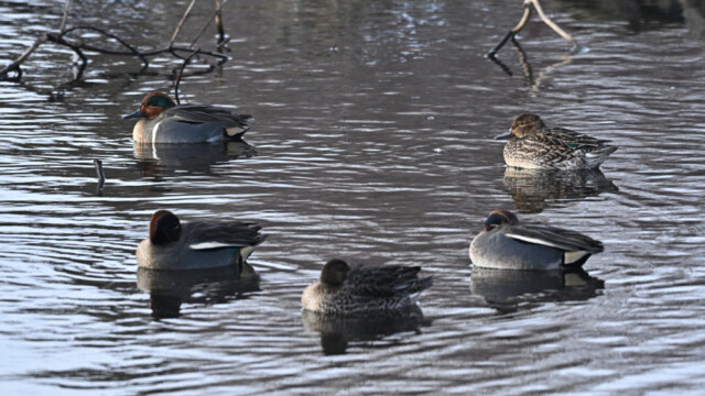 Rákönd - Anas carolinensis og urtendur © Trausti Baldursson
