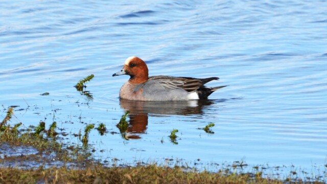 Rauðhöfðaönd - Anas penelope © Trausti Baldursson Rauðhöfðaönd - Anas penelope © Trausti Baldursson