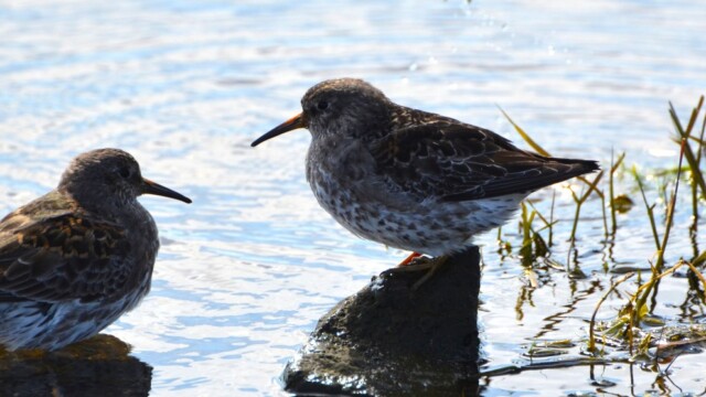 Sendlingur - Calidris maritima © Trausti Baldursson Sendlingur - Calidris maritima © Trausti Baldursson
