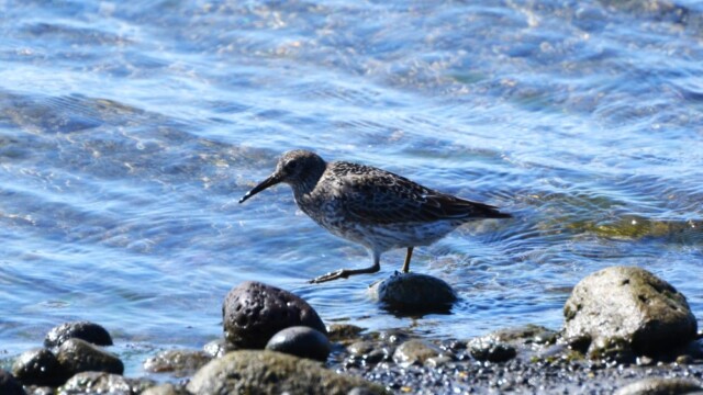Sendlingur - Calidris maritima © Trausti Baldursson Sendlingur - Calidris maritima © Trausti Baldursson