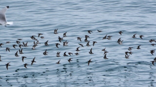 Sendlingur - Calidris maritima © Trausti Baldursson Sendlingur - Calidris maritima © Trausti Baldursson