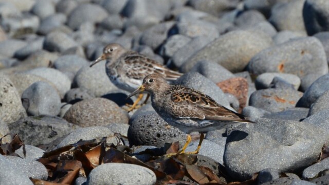 Sendlingur - Calidris maritima © Trausti Baldursson Sendlingur - Calidris maritima © Trausti Baldursson