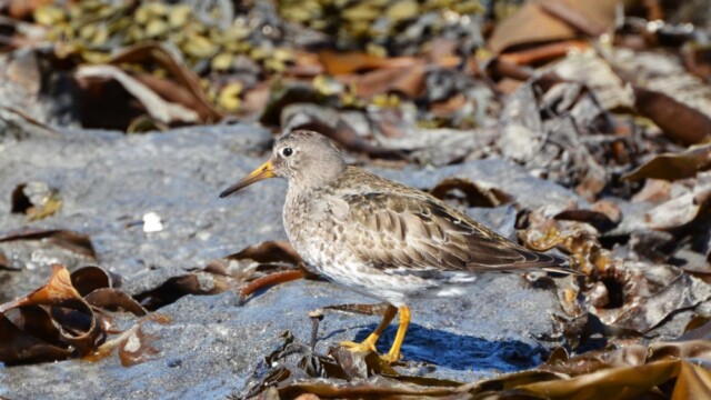 Sendlingur - Calidris maritima © Trausti Baldursson Sendlingur - Calidris maritima © Trausti Baldursson