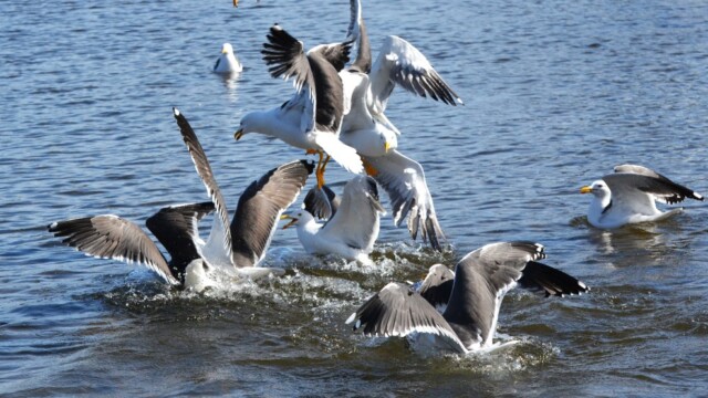 Sílamáfur - Larus fuscus © Trausti Baldursson Sílamáfur - Larus fuscus © Trausti Baldursson