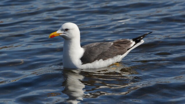 Sílamáfur - Larus fuscus © Trausti Baldursson Sílamáfur - Larus fuscus © Trausti Baldursson