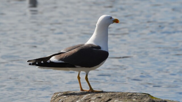 Sílamáfur - Larus fuscus © Trausti Baldursson Sílamáfur - Larus fuscus © Trausti Baldursson
