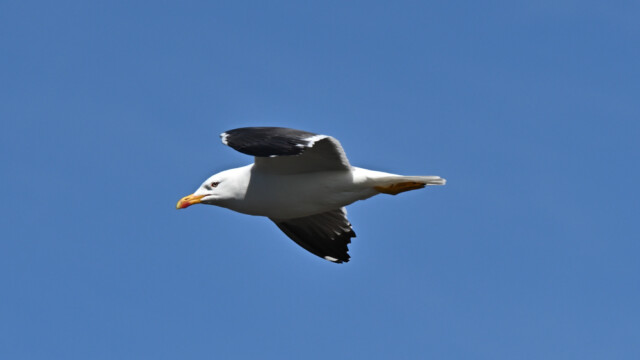 Sílamáfur - Larus fuscus © Trausti Baldursson Sílamáfur - Larus fuscus © Trausti Baldursson