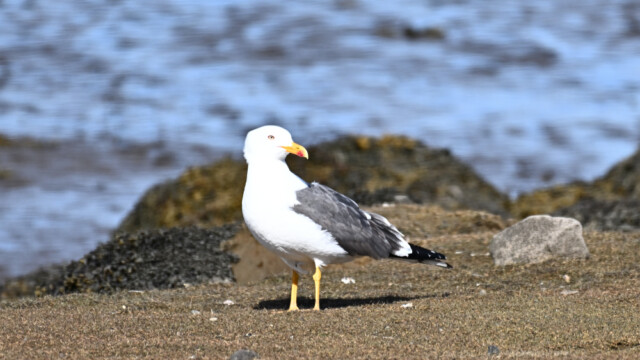 Sílamáfur - Larus fuscus © Trausti Baldursson Sílamáfur - Larus fuscus © Trausti Baldursson
