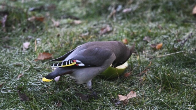 Silkitoppa - Bombycilla garrulus © Trausti Baldursson Silkitoppa - Bombycilla garrulus © Trausti Baldursson