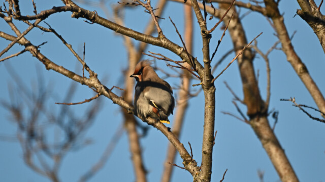 Silkitoppa - Bombycilla garrulus © Trausti Baldursson Silkitoppa - Bombycilla garrulus © Trausti Baldursson