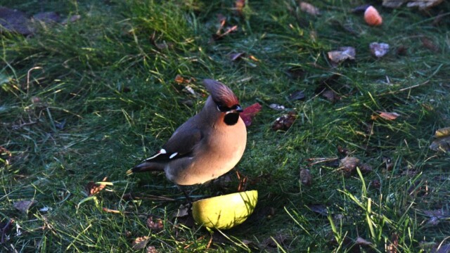 Silkitoppa - Bombycilla garrulus © Trausti Baldursson Silkitoppa - Bombycilla garrulus © Trausti Baldursson