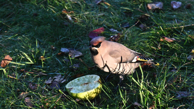 Silkitoppa - Bombycilla garrulus © Trausti Baldursson Silkitoppa - Bombycilla garrulus © Trausti Baldursson