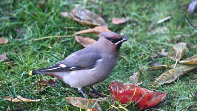 Silkitoppa - Bombycilla garrulus © Trausti Baldursson Silkitoppa - Bombycilla garrulus © Trausti Baldursson