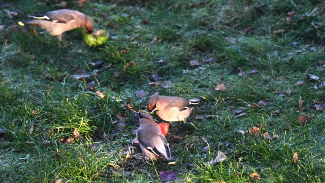 Silkitoppa - Bombycilla garrulus © Trausti Baldursson Silkitoppa - Bombycilla garrulus © Trausti Baldursson