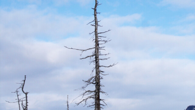Skallaörn - Haliaeetus leucocephalus - © Trausti Baldursson Skallaörn - Haliaeetus leucocephalus - © Trausti Baldursson