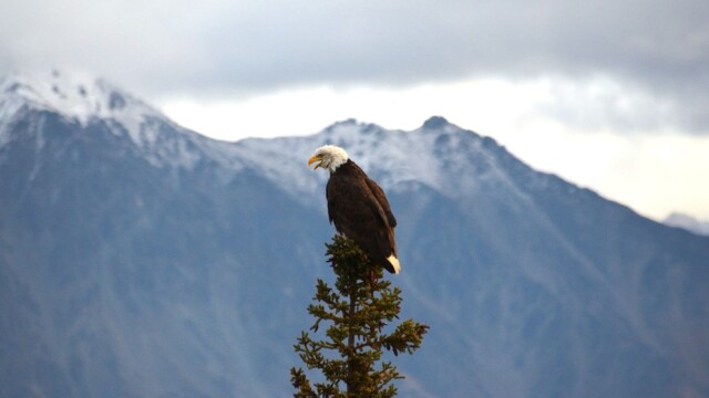 Skallaörn - Haliaeetus leucocephalus - © Trausti Baldursson Skallaörn - Haliaeetus leucocephalus - © Trausti Baldursson