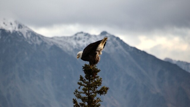 Skallaörn - Haliaeetus leucocephalus - © Trausti Baldursson Skallaörn - Haliaeetus leucocephalus - © Trausti Baldursson