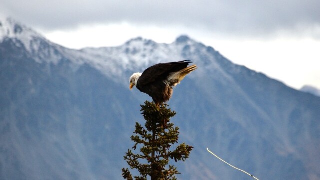 Skallaörn - Haliaeetus leucocephalus - © Trausti Baldursson Skallaörn - Haliaeetus leucocephalus - © Trausti Baldursson