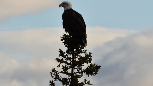 Skallaörn - Haliaeetus leucocephalus - © Trausti Baldursson Skallaörn - Haliaeetus leucocephalus - © Trausti Baldursson