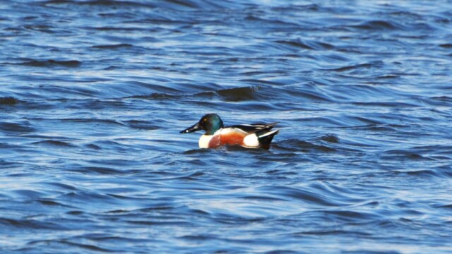 Skeiðönd - Anas clypeata © Trausti Baldursson Skeiðönd - Anas clypeata © Trausti Baldursson