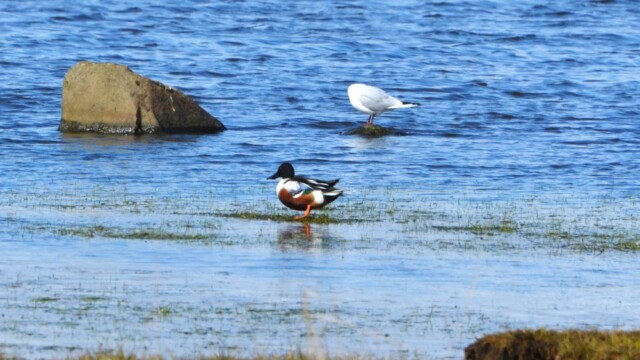 Skeiðönd - Anas clypeata © Trausti Baldursson Skeiðönd - Anas clypeata © Trausti Baldursson