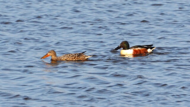 Skeiðönd - Anas clypeata © Trausti Baldursson Skeiðönd - Anas clypeata © Trausti Baldursson