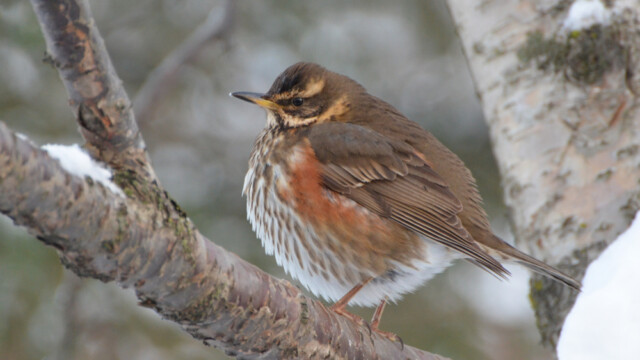 Skógarþröstur - Turdus iliacus © Trausti Baldursson Skógarþröstur - Turdus iliacus © Trausti Baldursson