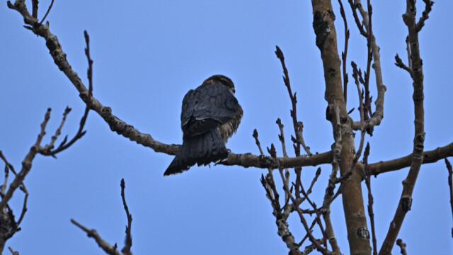Smyrill, karlfugl, Falco columbarius © Trausti Baldursson Smyrill, karlfugl, Falco columbarius © Trausti Baldursson
