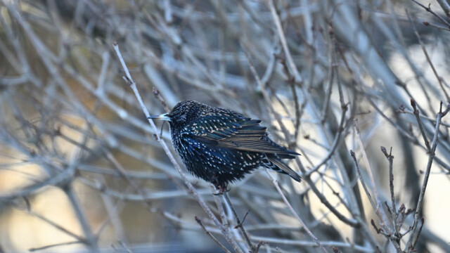 Stari - Sturnus vulgaris - © Trausti Baldursson Stari - Sturnus vulgaris - © Trausti Baldursson