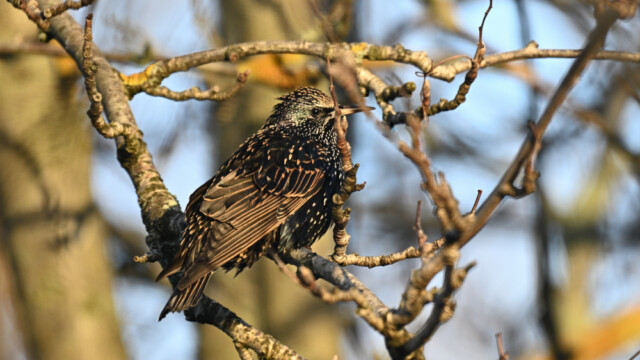 Stari - Sturnus vulgaris - © Trausti Baldursson Stari - Sturnus vulgaris - © Trausti Baldursson