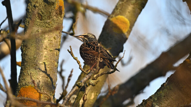Stari - Sturnus vulgaris - © Trausti Baldursson Stari - Sturnus vulgaris - © Trausti Baldursson