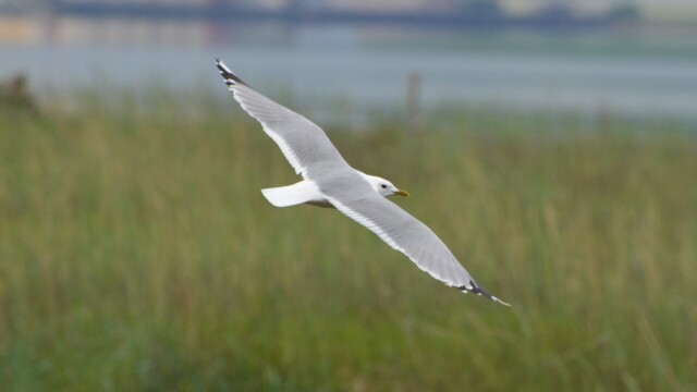 Stormmáfur - Larus canus - © Trausti Baldursson Stormmáfur - Larus canus - © Trausti Baldursson