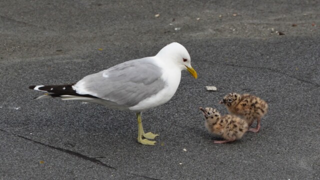 Stormmáfur - Larus canus - © Trausti Baldursson Stormmáfur - Larus canus - © Trausti Baldursson