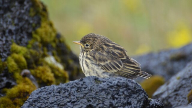 Þúfutittlingur - Anthus pratensis © Trausti Baldursson Þúfutittlingur - Anthus pratensis © Trausti Baldursson