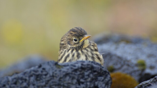 Þúfutittlingur - Anthus pratensis © Trausti Baldursson Þúfutittlingur - Anthus pratensis © Trausti Baldursson