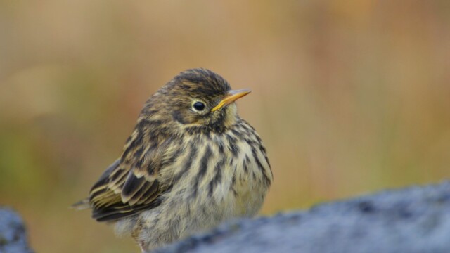 Þúfutittlingur - Anthus pratensis © Trausti Baldursson Þúfutittlingur - Anthus pratensis © Trausti Baldursson