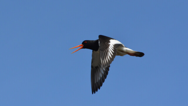 Tjaldur - Haematopus ostralegus © Trausti Baldursson Tjaldur - Haematopus ostralegus © Trausti Baldursson