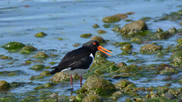 Tjaldur - Haematopus ostralegus © Trausti Baldursson Tjaldur - Haematopus ostralegus © Trausti Baldursson