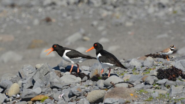 Tjaldur - Haematopus ostralegus © Trausti Baldursson Tjaldur - Haematopus ostralegus © Trausti Baldursson