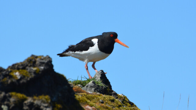 Tjaldur - Haematopus ostralegus © Trausti Baldursson Tjaldur - Haematopus ostralegus © Trausti Baldursson