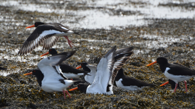 Tjaldur - Haematopus ostralegus © Trausti Baldursson Tjaldur - Haematopus ostralegus © Trausti Baldursson