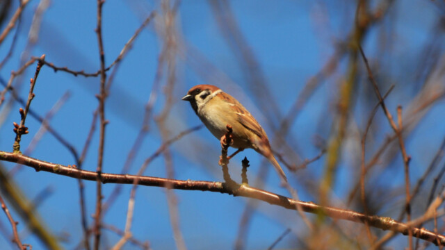 Trjáspör - Passer montanus-© Trausti Baldursson Trjáspör - Passer montanus-© Trausti Baldursson