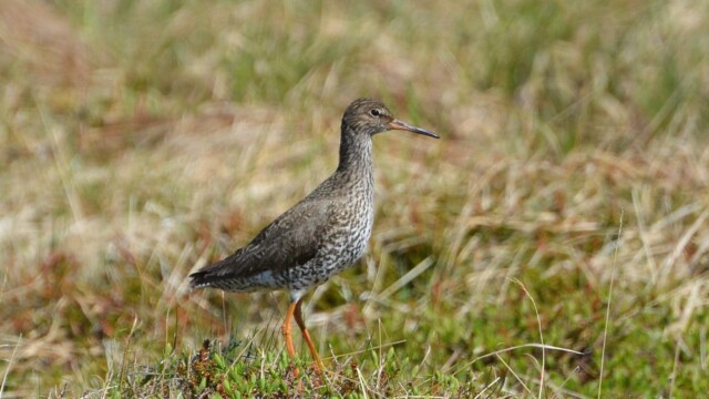 Stelkur - Tringa totanus © Trausti Baldursson Stelkur - Tringa totanus © Trausti Baldursson