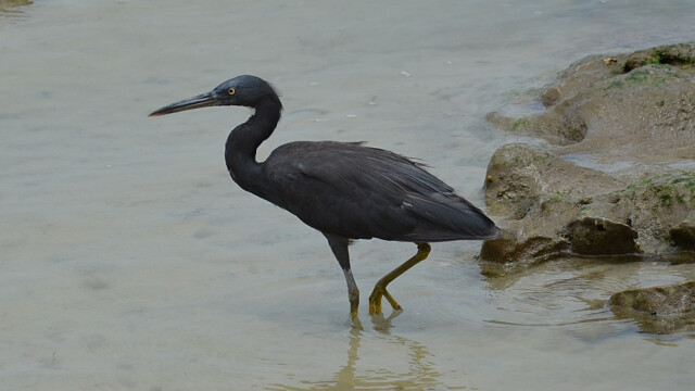 Pacific reef heron / Thailand – Egretta sacra © Trausti Baldursson Pacific reef heron / Thailand – Egretta sacra © Trausti Baldursson
