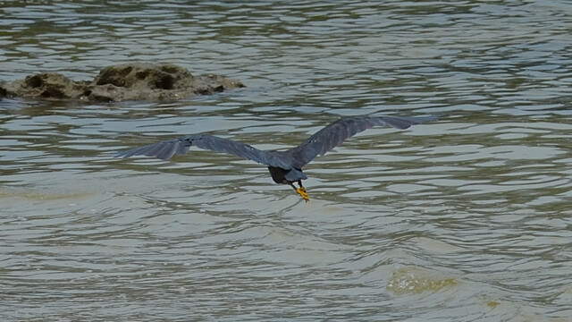 Pacific reef heron / Thailand  – Egretta sacra © Trausti Baldursson Pacific reef heron / Thailand – Egretta sacra © Trausti Baldursson