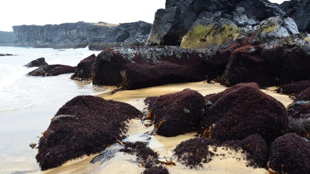 Úr Skarðsvík © Trausti Baldursson Úr Skarðsvík © Trausti Baldursson