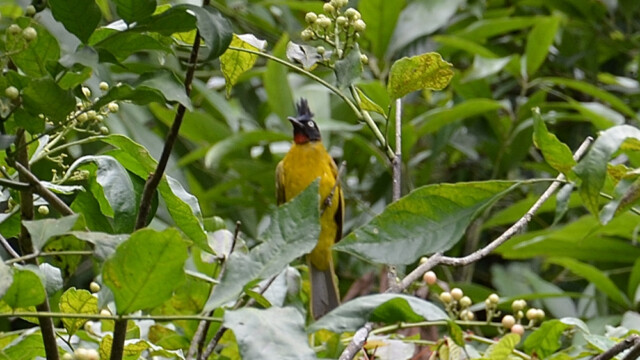 Black-crested bulbul / Thailand  – Rubigula flaviventris © Trausti Baldursson Black-crested bulbul / Thailand – Rubigula flaviventris © Trausti Baldursson