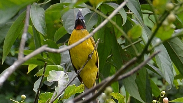 Black-crested bulbul / Thailand  – Rubigula flaviventris © Trausti Baldursson Black-crested bulbul / Thailand – Rubigula flaviventris © Trausti Baldursson