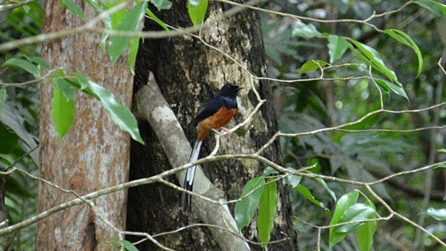 White-rumped Shama / Thailand – Kittacincla malabarica © Trausti Baldursson White-rumped Shama / Thailand – Kittacincla malabarica © Trausti Baldursson