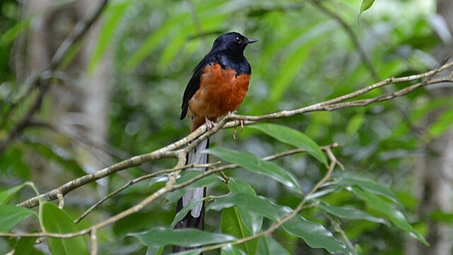 White-rumped Shama / Thailand  – Kittacincla malabarica © Trausti Baldursson White-rumped Shama / Thailand – Kittacincla malabarica © Trausti Baldursson
